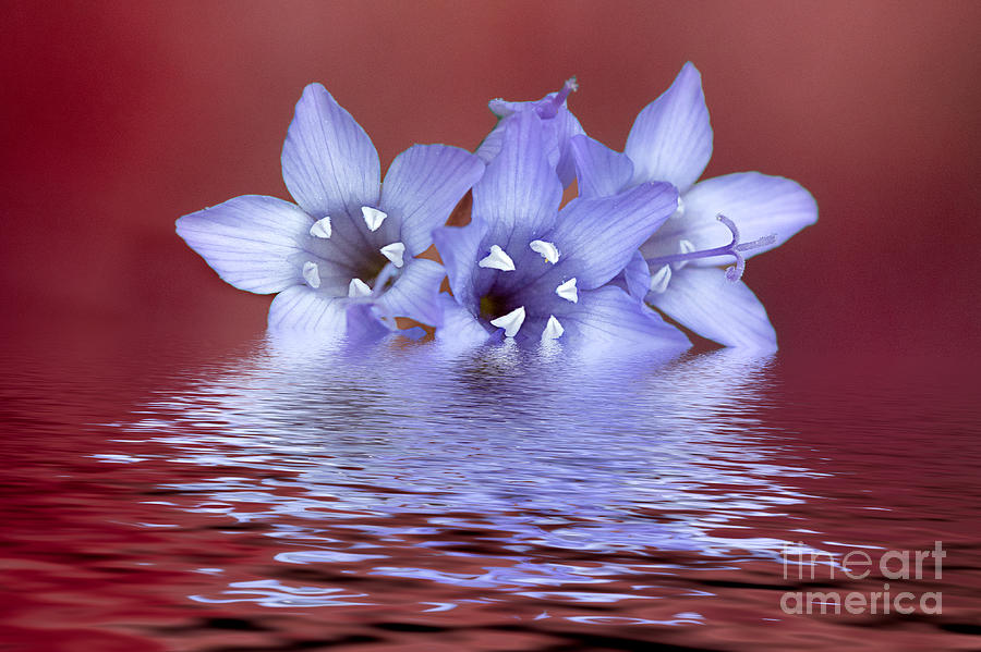 Gilia Wildflowers In Water Photograph by Mimi Ditchie