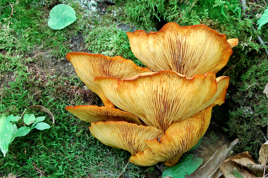 Gilled Fungus Photograph by Alan Lenk
