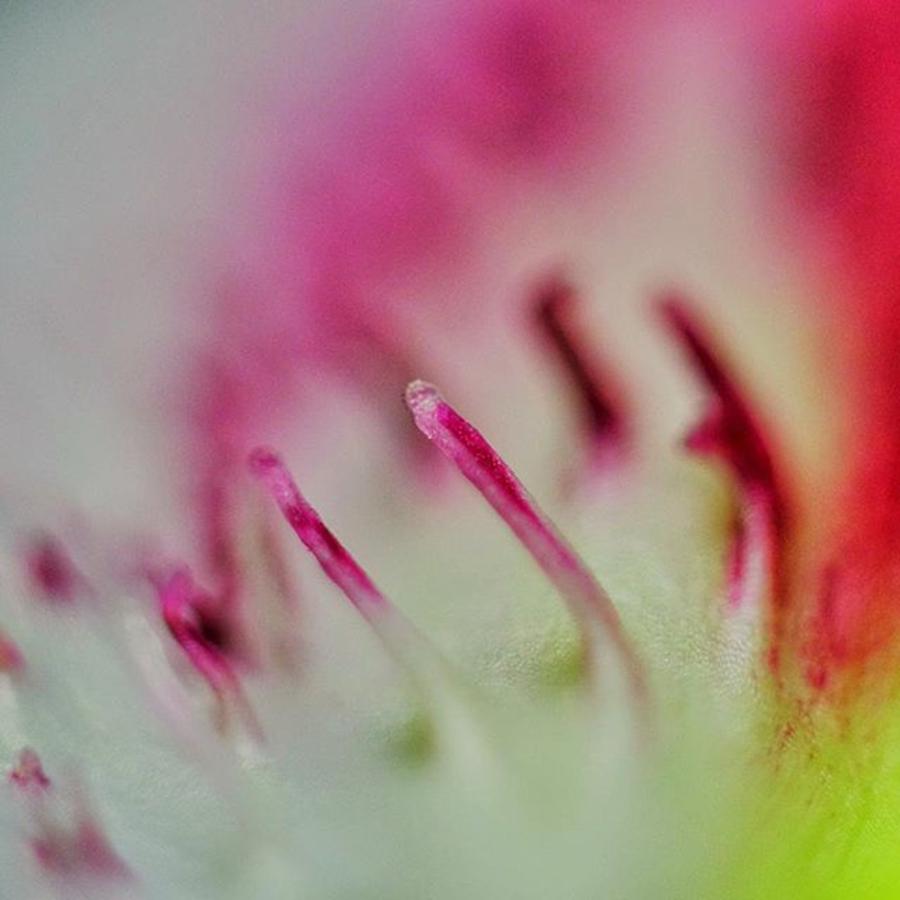 Flower Photograph - @gillespieflorists #stargazerlily by David Haskett II