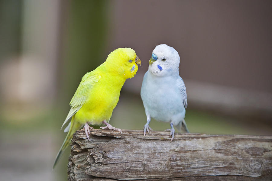 Gimme A Kiss Photograph by Amy Jackson - Fine Art America