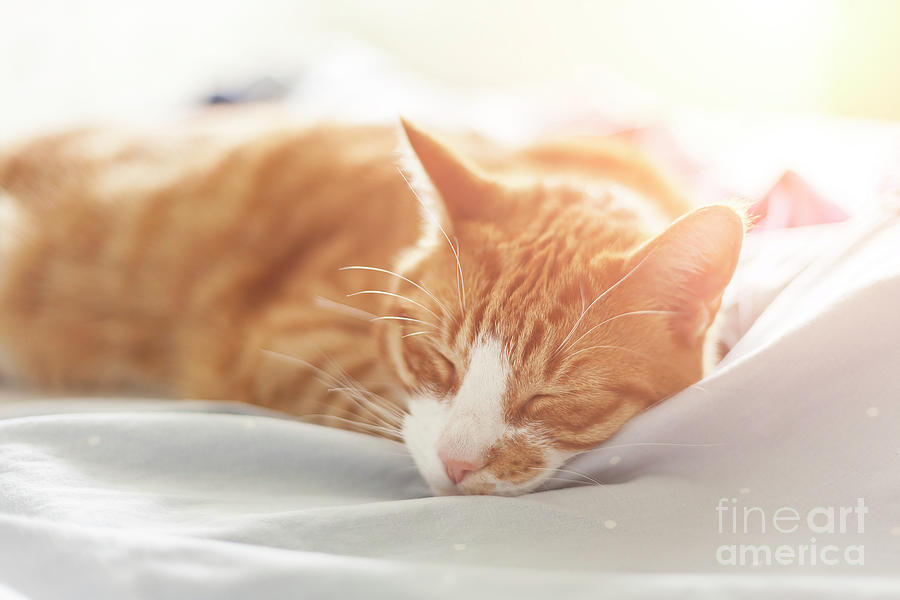 Ginger cat sleeping Photograph by Sophie McAulay