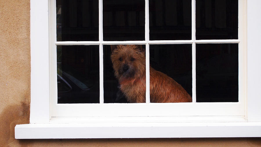 Ginger Doggie in the Window Photograph by Nancy Clendaniel - Fine Art ...