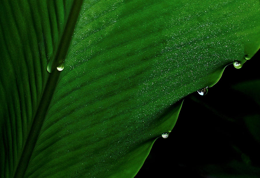 Ginger Drops Photograph by James Temple