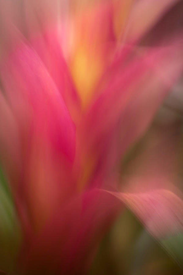 Ginger Flower Blossom Abstract Photograph by Catherine Lau