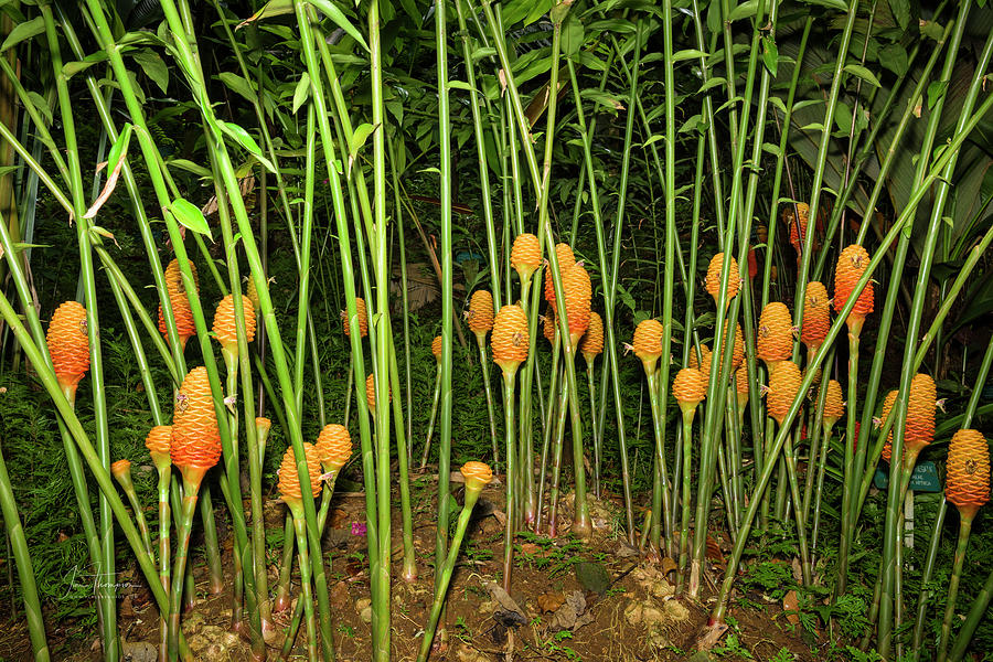 Ginger Forest Photograph by Jim Thompson