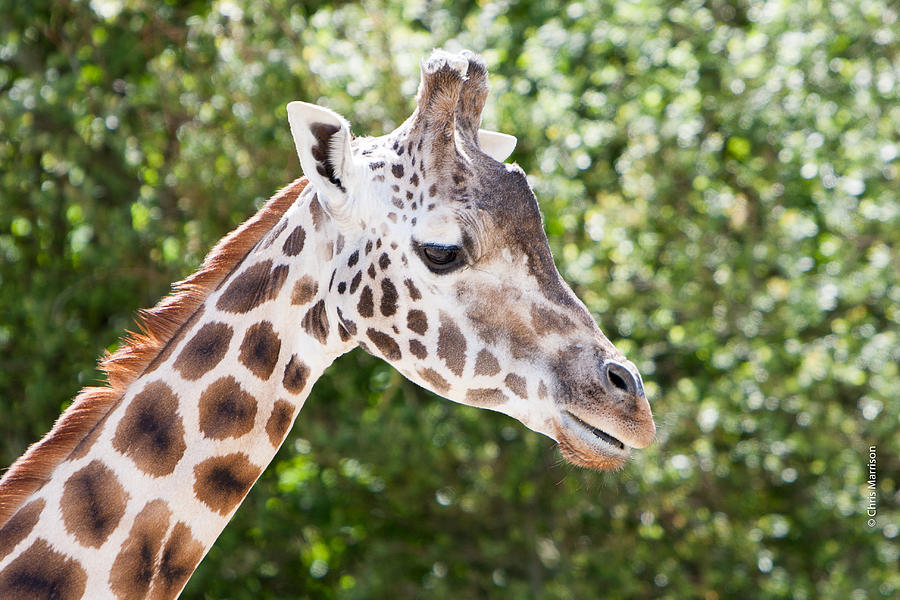 Ginger Giraffe B&B, British Columbia, Canada