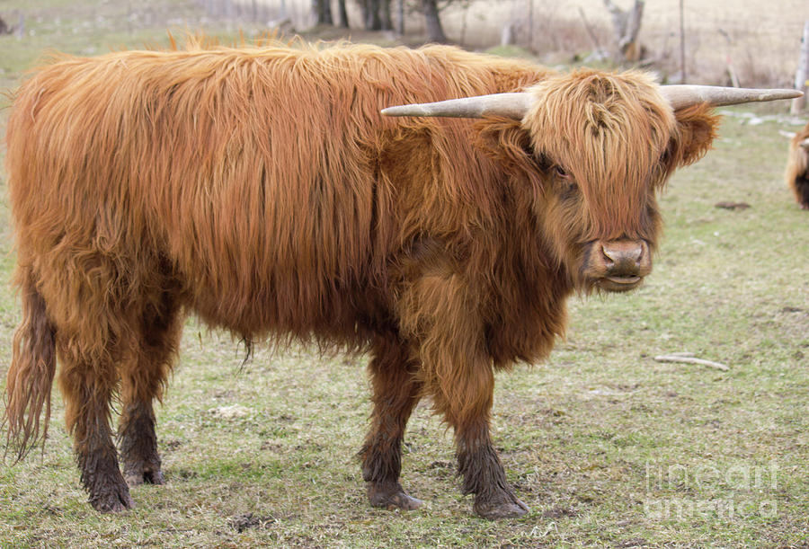 Ginger Highland Cow Photograph by Donna L Munro