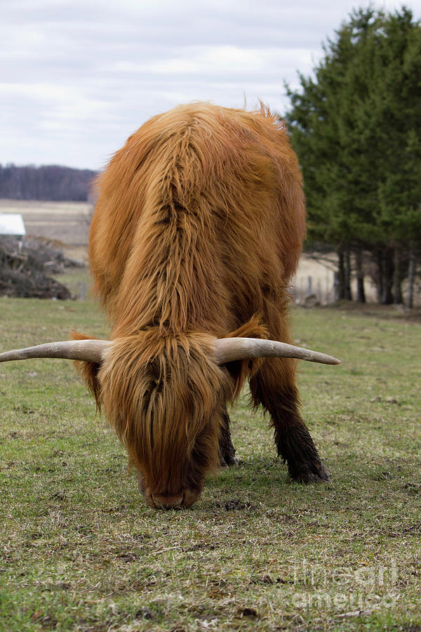 Ginger Highland Cow Portrait Photograph by Donna L Munro