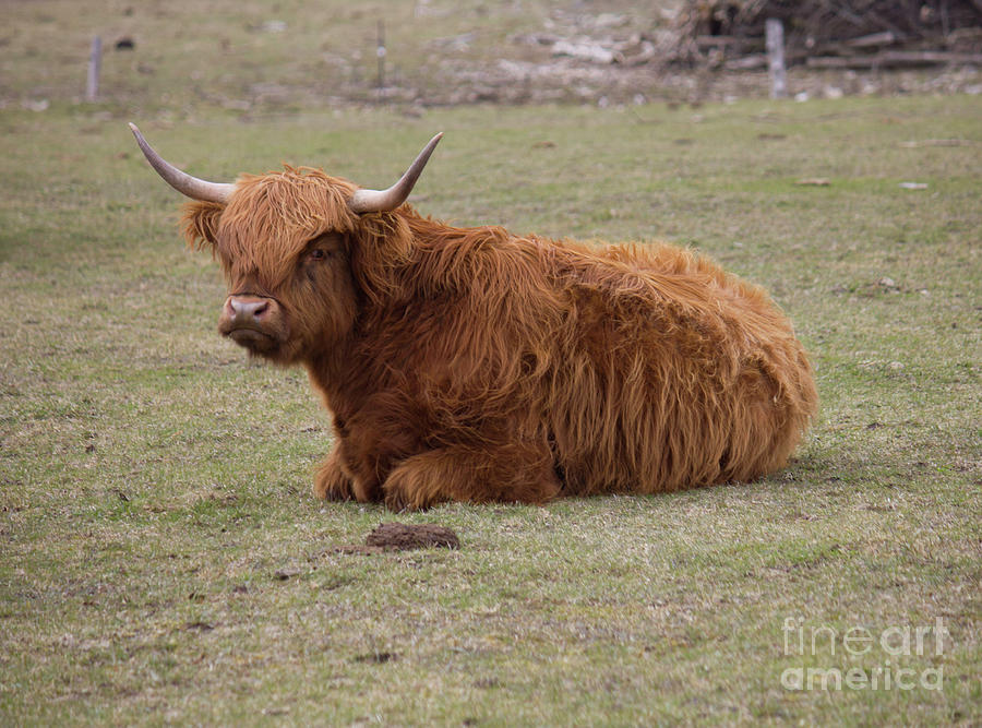 Ginger Highland Cow Resting 2 Photograph by Donna L Munro