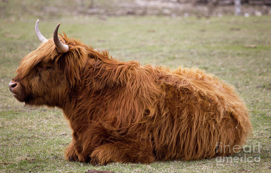 Ginger Highland Cow Resting Photograph by Donna L Munro