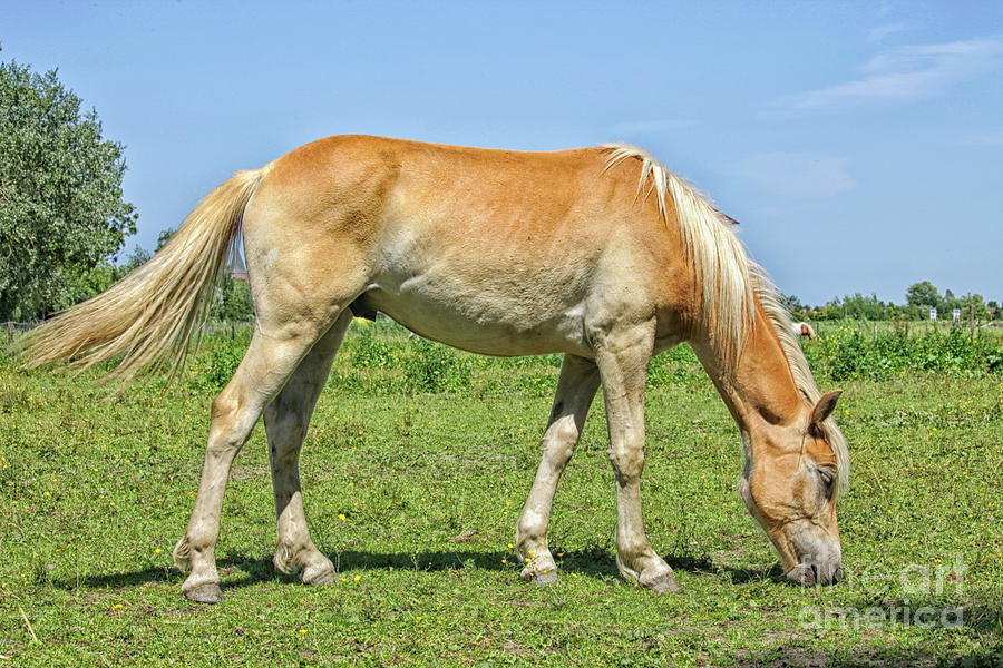 Ginger horse eating grass Photograph by Patricia Hofmeester