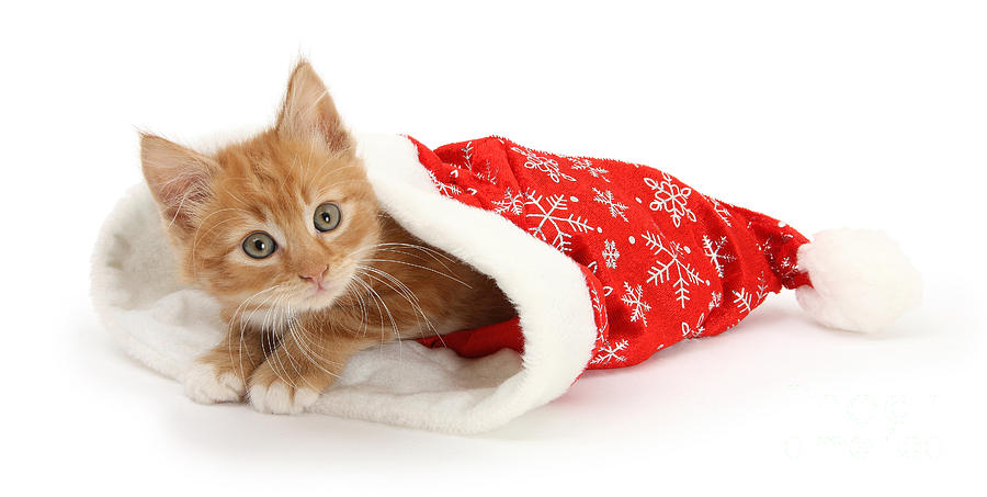 Ginger Kit in Santa Hat Photograph by Warren Photographic