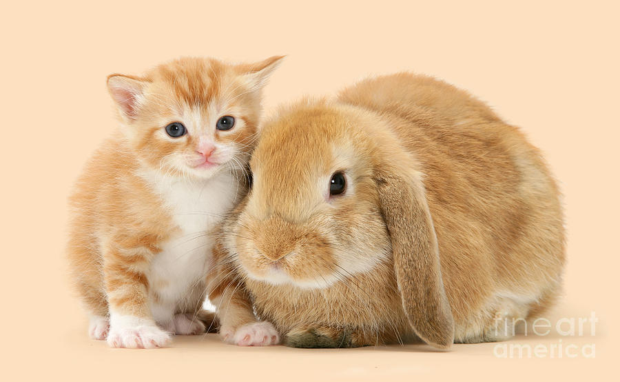 Ginger kitten and Sandy bunny Photograph by Warren Photographic