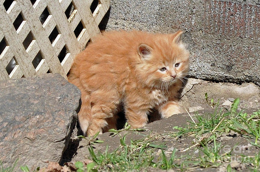 Ginger Kitten Photograph by Reb Frost