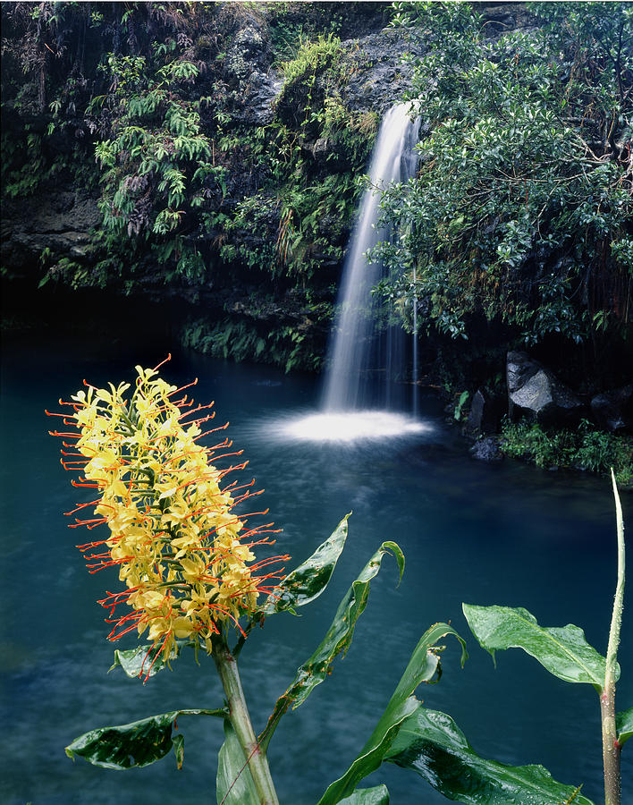 100638-Ginger Lily and Hawaiian Waterfall  Photograph by Ed  Cooper Photography