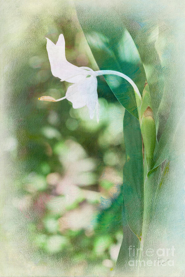 Ginger Lily Photograph by Diane Macdonald