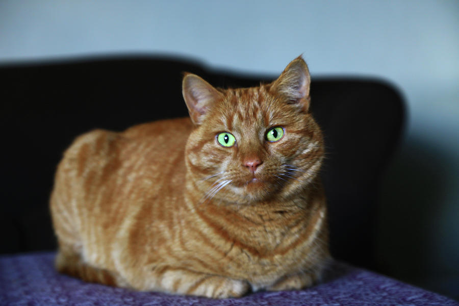 Ginger Marmalade Cat Photograph by Nareeta Martin Fine Art America