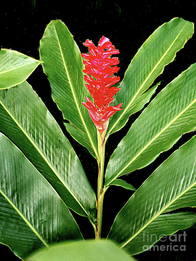 Ginger Plant Flower - Costa Rica by Merton Allen