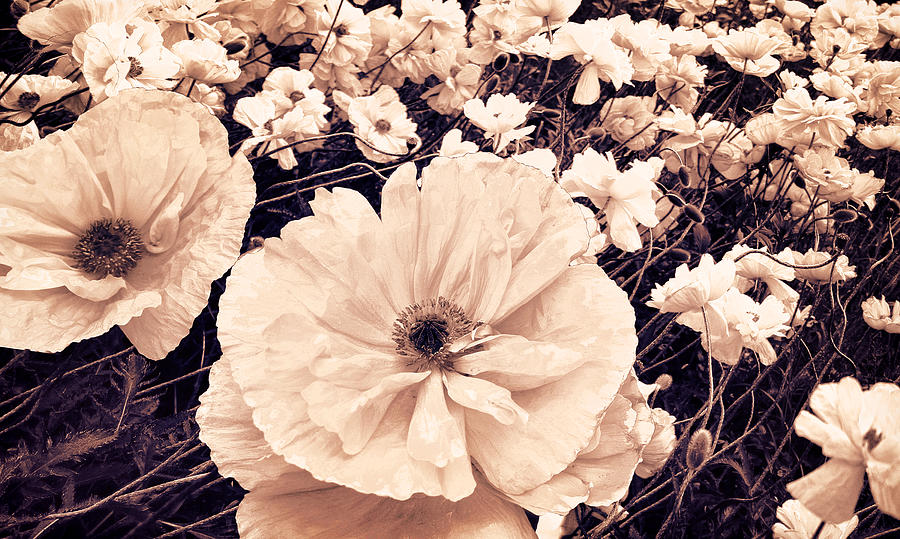 Poppy Photograph - Ginger Poppies by Mindy Sommers