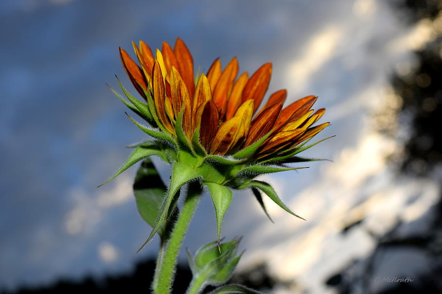 Ginger Sunflower Photograph