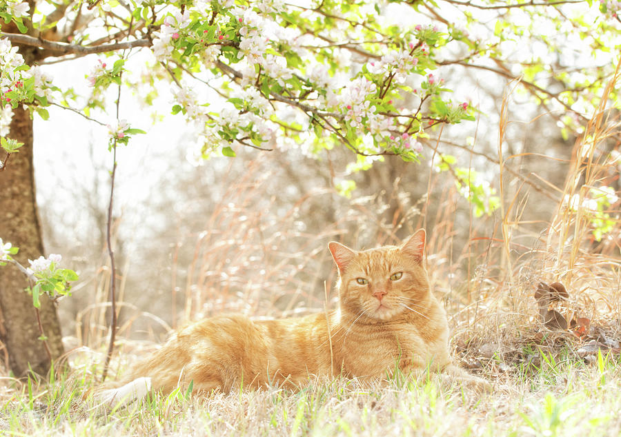 Ginger Tabby and Apple Blossoms Photograph by Sari ONeal