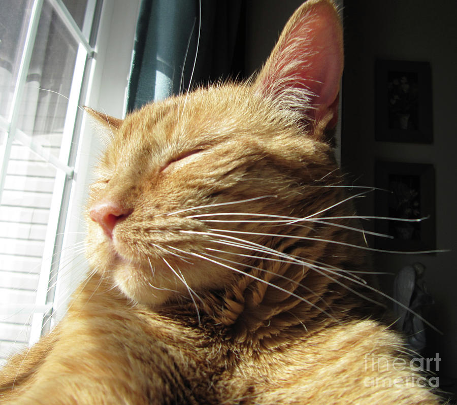 Ginger Tabby Photograph by Donna L Munro