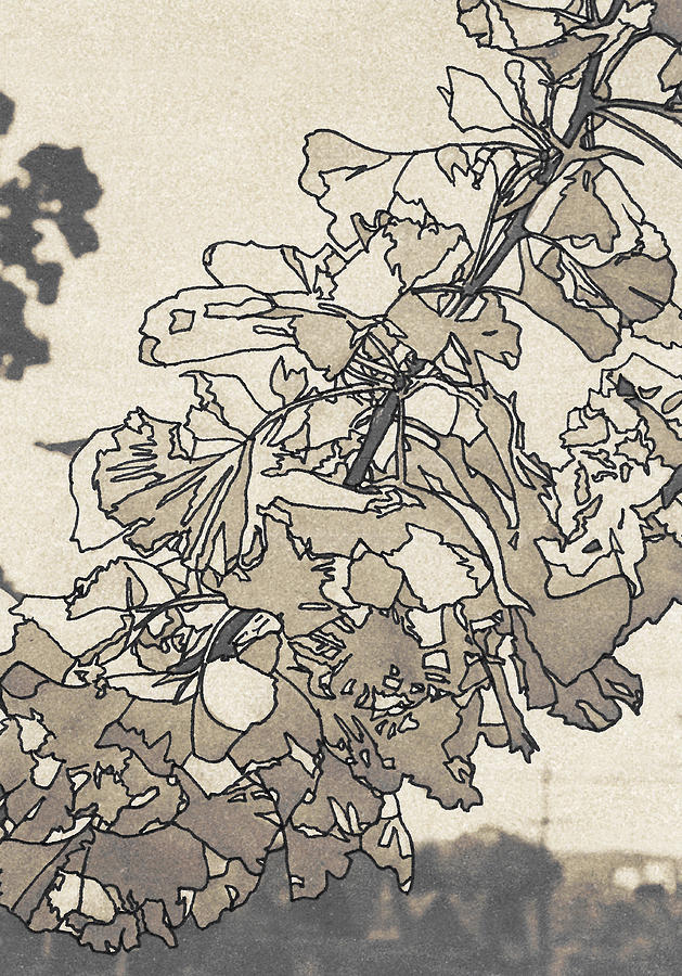 Nature Drawing - Gingko in Sepia by Jeffcoat Art