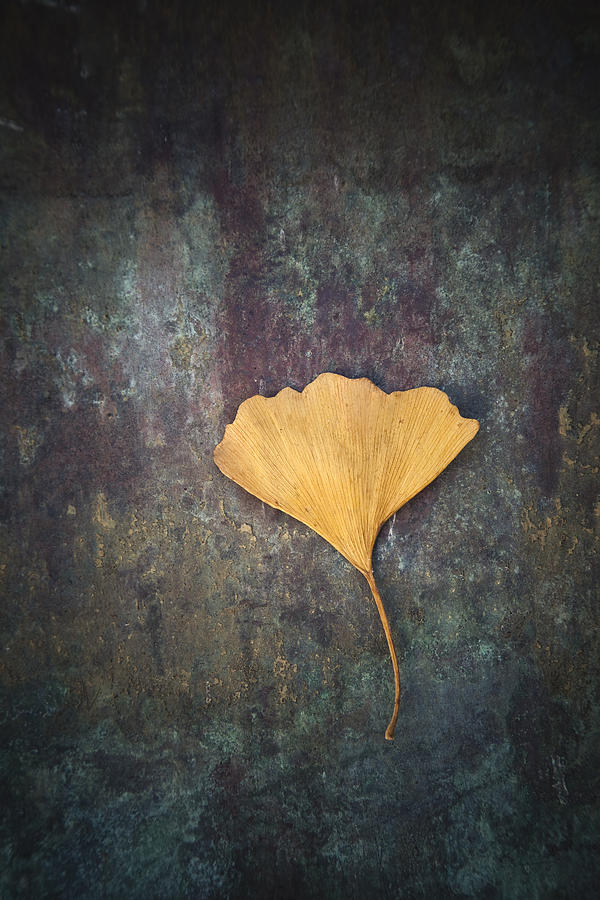 Gingko Leaf Photograph by Maria Heyens