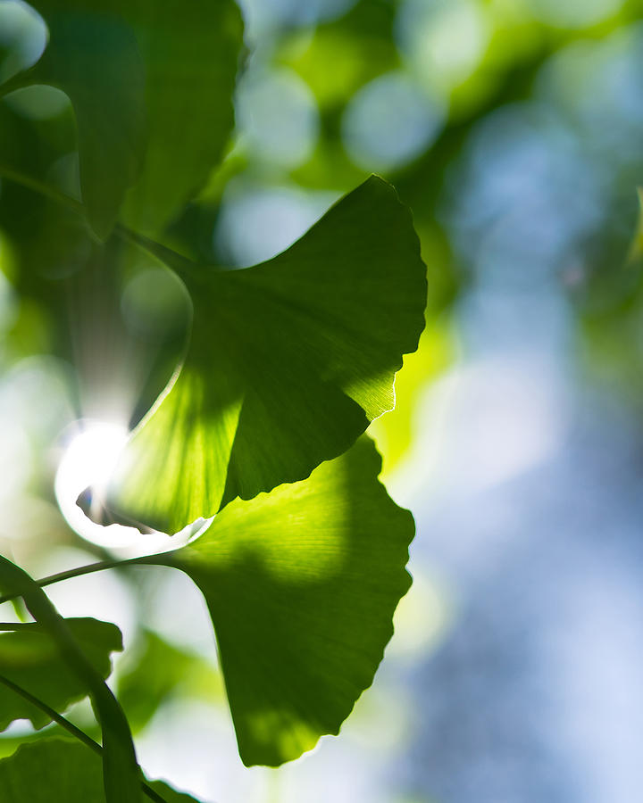 Gingko Leaves in the Sun Photograph by Lori Coleman