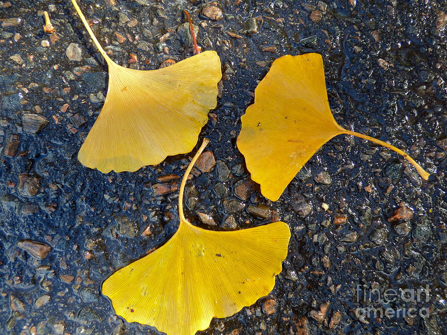 Gingko Leaves Photograph by Jean Wright
