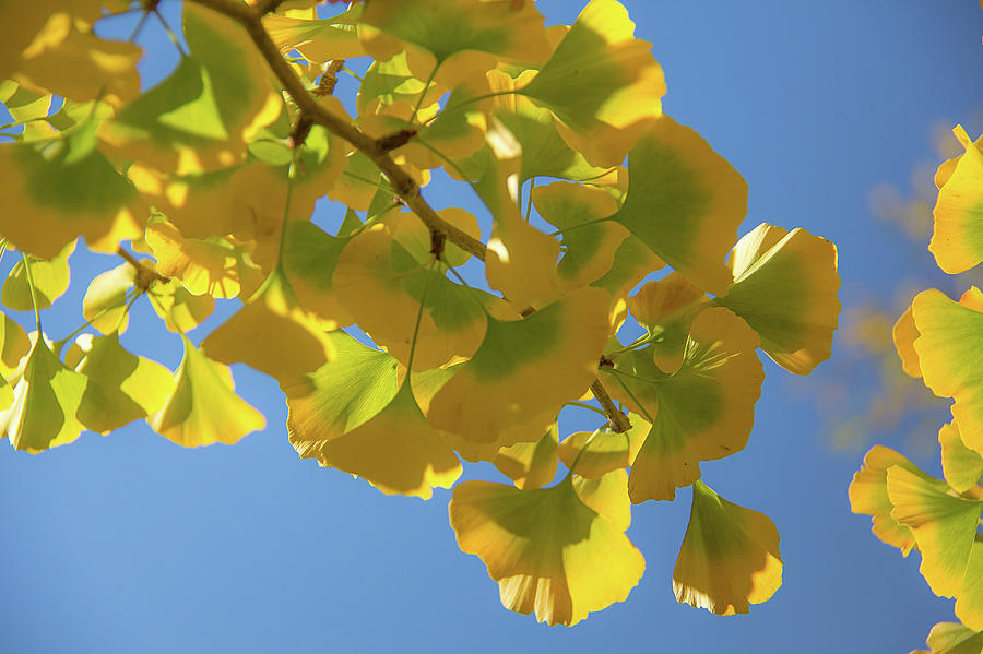 Gingko Leaves by Melodie Douglas Gingko Leaves by Melodie Douglas