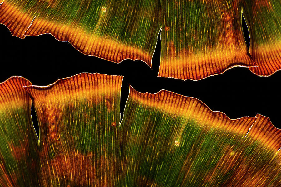 Ginkgo Abstraction2 Photograph by Garry McMichael