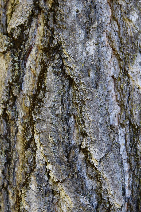Ginkgo Bark Portrait by Wendy S Beatty Ginkgo Bark Portrait by Wendy S Beatty