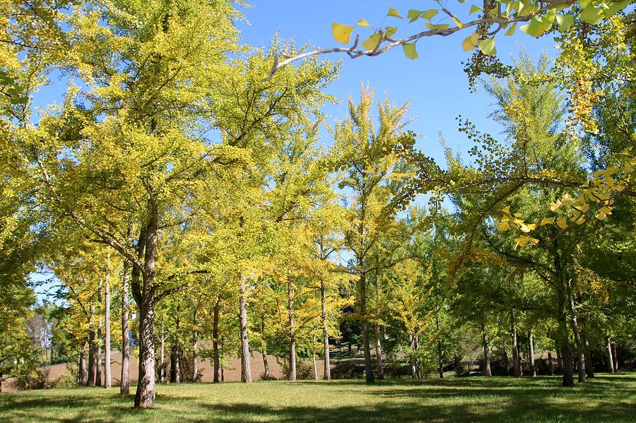 Ginkgo Grove in the Fall 3 by Wendy S Beatty Ginkgo Grove in the Fall 3 by Wendy S Beatty