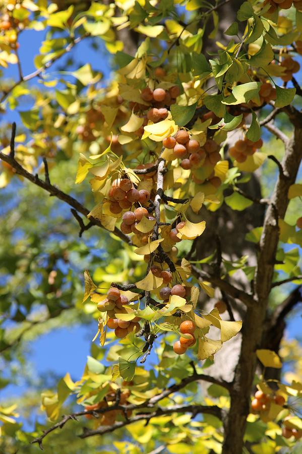 Ginkgo Grove in the Fall 4 by Wendy S Beatty Ginkgo Grove in the Fall 4 by Wendy S Beatty