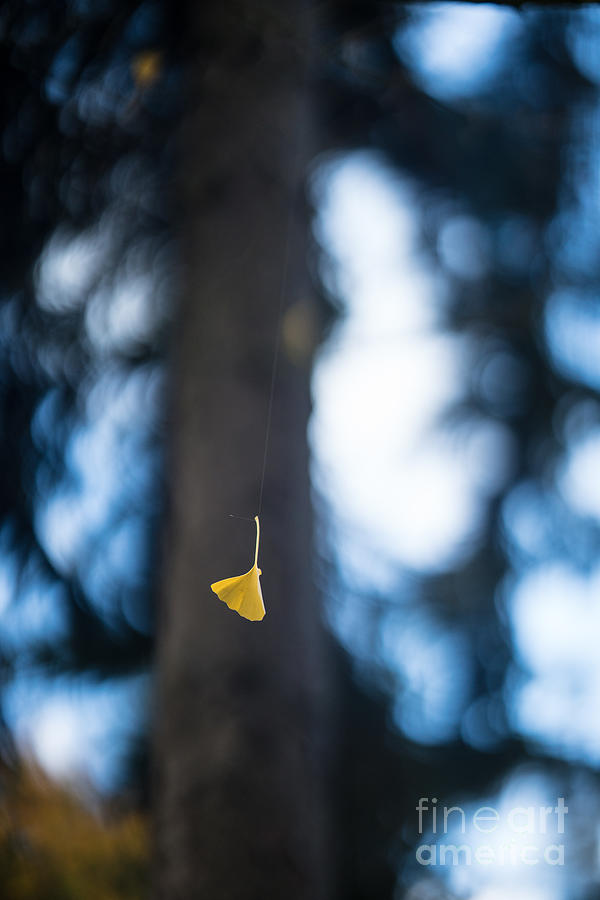 Ginkgo Leaf Dangling Photograph by Mike Reid