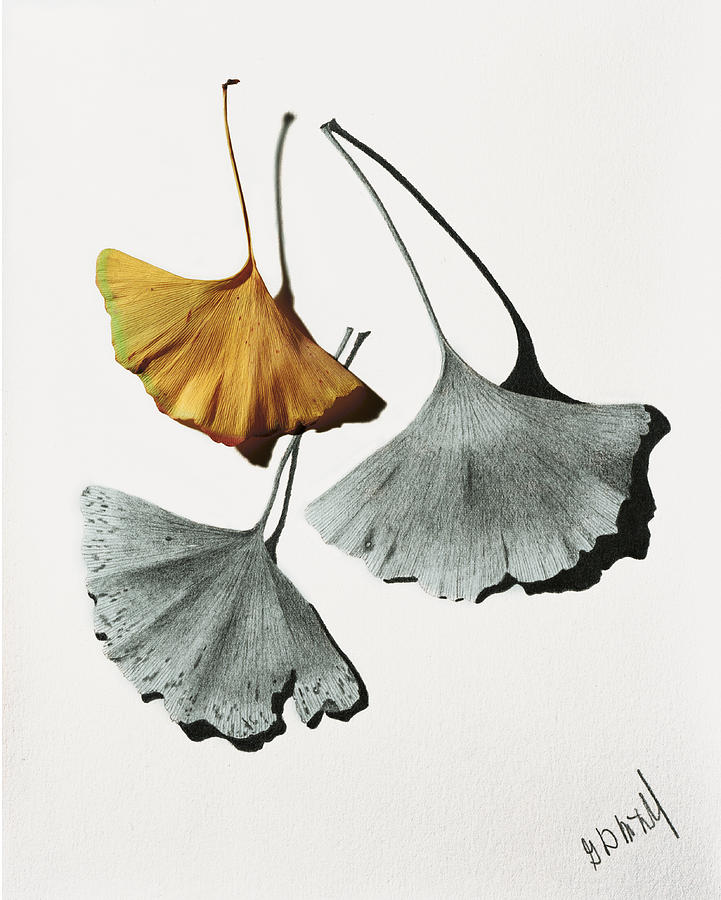 Ginkgo Leaves Mixed Media by Garry McMichael