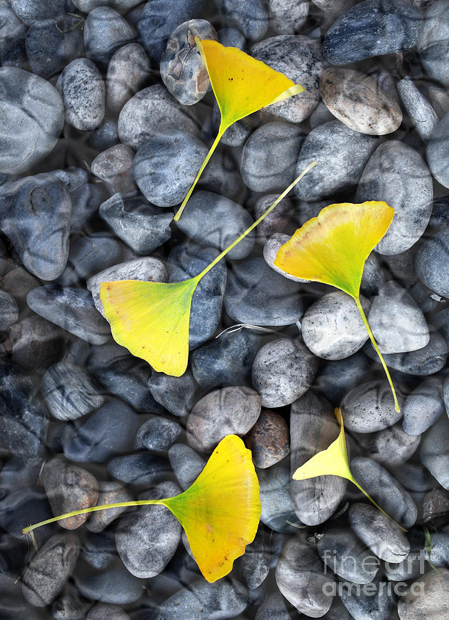 Ginkgo Leaves on Gray Stones Photograph by Laura Iverson