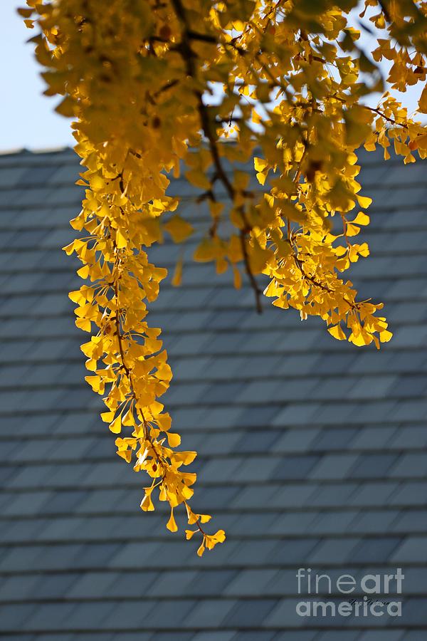 Ginkgo Leaves Photograph by Yumi Johnson