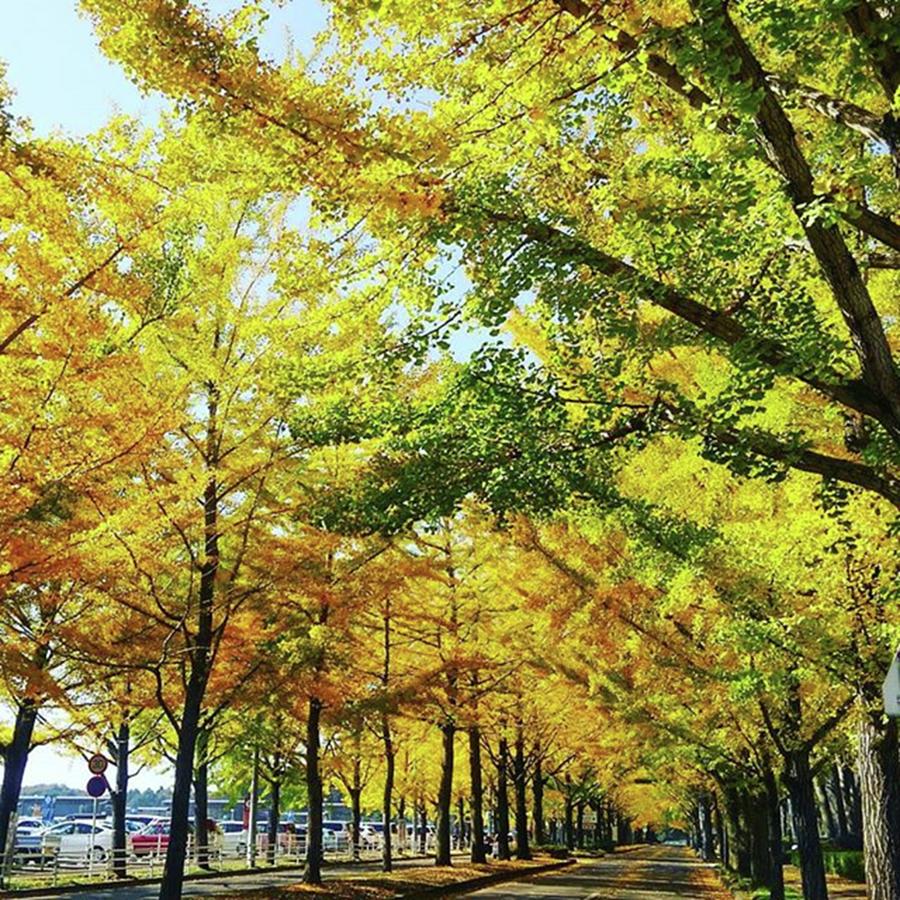 Ginkgo Street Photograph by Nori Strong