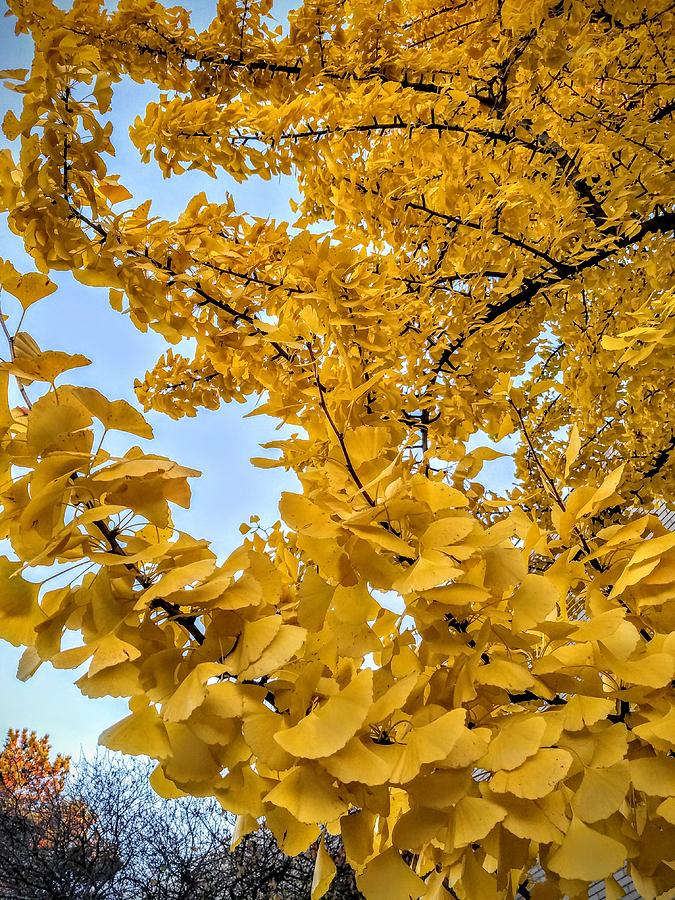 Ginkgotree- Fall Photograph