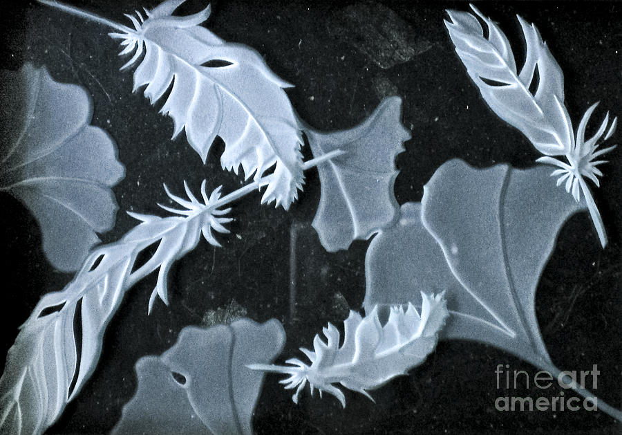 Ginko Leaves and Feathers Photograph by Alone Larsen