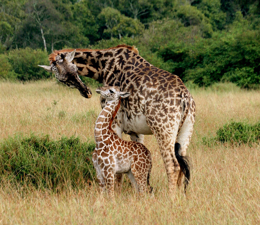 Mama and Baby Giraffe Tumbler