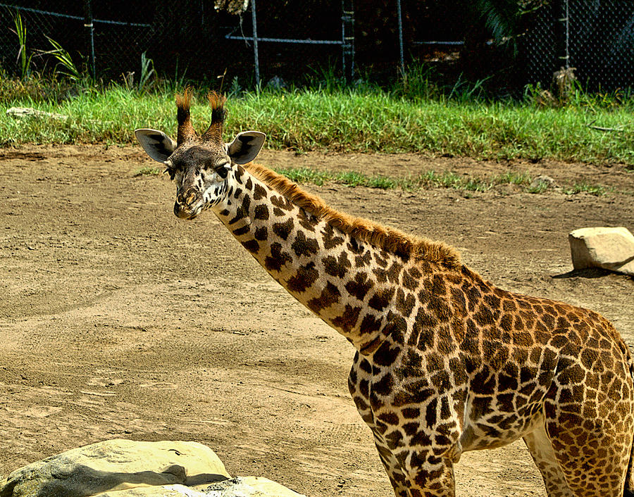 Giraffe 1 Photograph by Michael Gordon