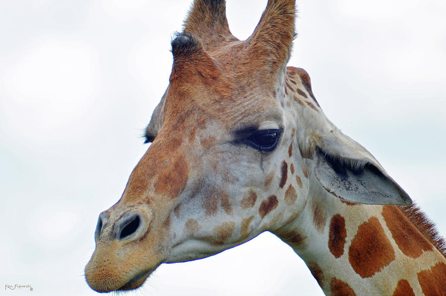 Giraffe 2 Photograph by Ken Figurski