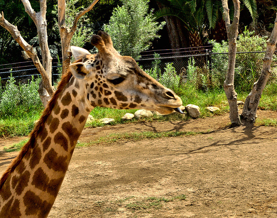 Giraffe 2 Photograph by Michael Gordon