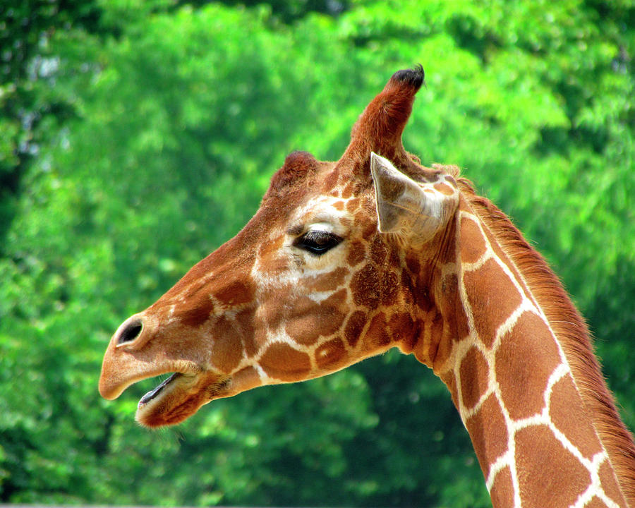 Giraffe 4 Photograph by George Jones