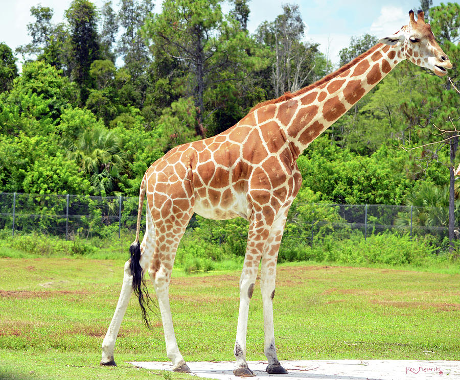 Giraffe  Photograph by Ken Figurski