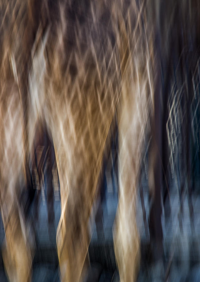 A Wildlife Abstract Photograph by James Woody