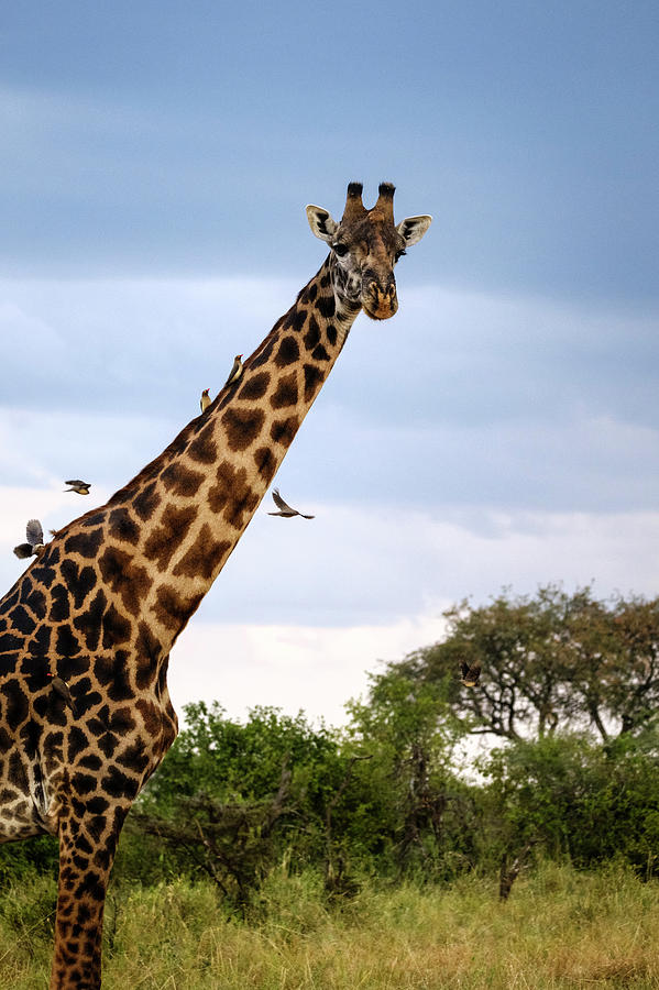 Giraffe Adorned by Birds - Oxpeckers or tickbirds Photograph by Mary Lee Dereske